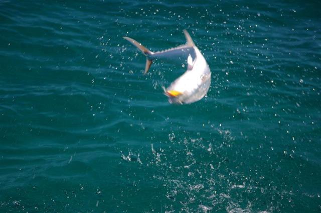 Exmouth: Queenie doing barrel rolls, May 2010